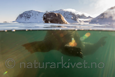 KA_140611_3264 / Odobenus rosmarus / Hvalross