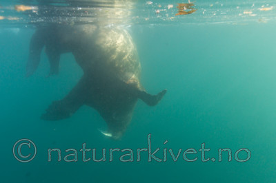 KA_140611_3270 / Odobenus rosmarus / Hvalross