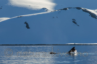 KA_140611_3283 / Odobenus rosmarus / Hvalross