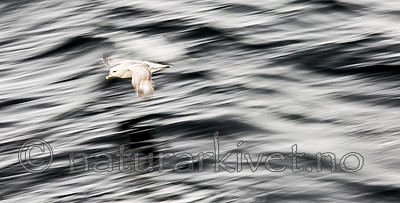 KA_140611_3301 / Fulmarus glacialis / Havhest