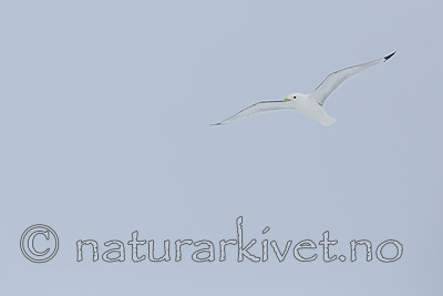 KA_140611_3328 / Rissa tridactyla / Krykkje