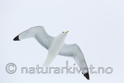 KA_140611_3329 / Rissa tridactyla / Krykkje