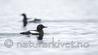 KA_140612_3716 / Cepphus grylle / Teist