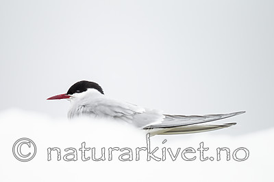 KA_140612_3737 / Sterna paradisaea / Rødnebbterne