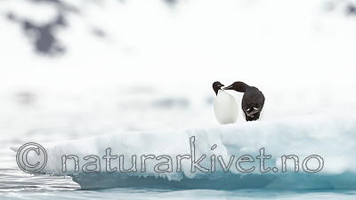 KA_140612_3763 / Uria lomvia / Polarlomvi