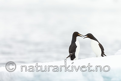 KA_140612_3768 / Uria lomvia / Polarlomvi