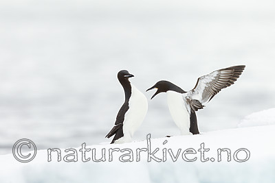 KA_140612_3770 / Uria lomvia / Polarlomvi