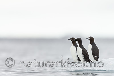 KA_140612_3787 / Uria lomvia / Polarlomvi