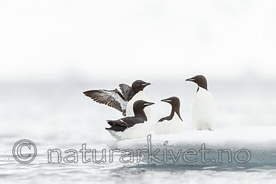 KA_140612_3795 / Uria lomvia / Polarlomvi