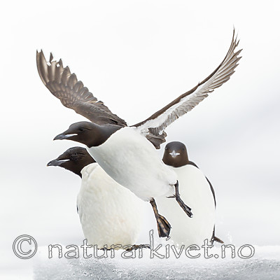 KA_140612_3798 / Uria lomvia / Polarlomvi