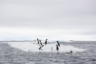 KA_140612_3799 / Uria lomvia / Polarlomvi