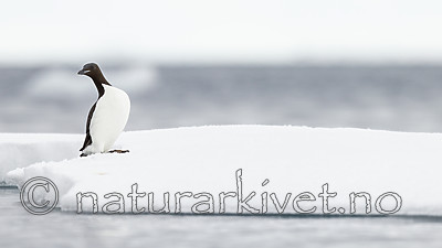 KA_140612_3833 / Uria lomvia / Polarlomvi
