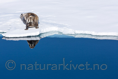 KA_140612_3862 / Erignathus barbatus / Storkobbe