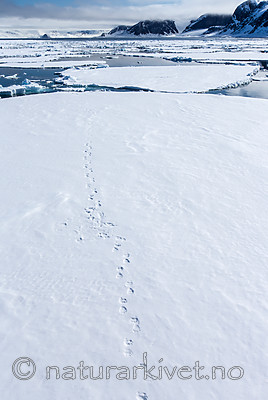 KA_140612_3903 / Ursus maritimus / Isbjørn