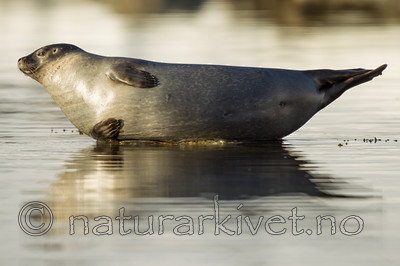 KA_140612_3971 / Phoca vitulina / Steinkobbe