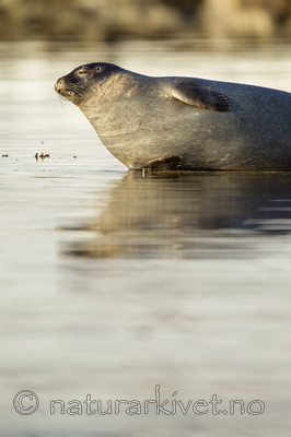 KA_140612_3977 / Phoca vitulina / Steinkobbe