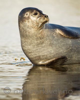 KA_140612_3994 / Phoca vitulina / Steinkobbe