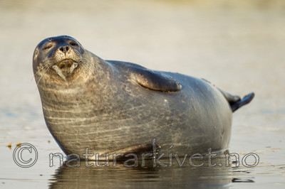 KA_140612_4001 / Phoca vitulina / Steinkobbe
