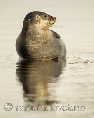 KA_140612_4011 / Phoca vitulina / Steinkobbe