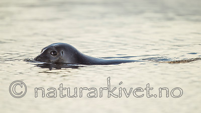 KA_140612_4018 / Phoca vitulina / Steinkobbe