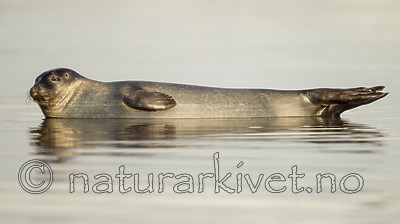 KA_140612_4025 / Phoca vitulina / Steinkobbe
