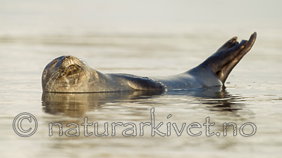 KA_140612_4042 / Phoca vitulina / Steinkobbe