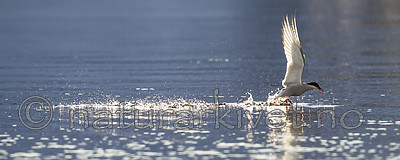 KA_140613_4082 / Sterna paradisaea / Rødnebbterne