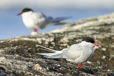 KA_140613_4090 / Sterna paradisaea / Rødnebbterne