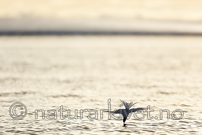 KA_140613_4112 / Sterna paradisaea / Rødnebbterne