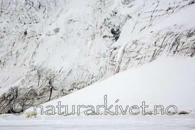 KA_140613_4144 / Ursus maritimus / Isbjørn