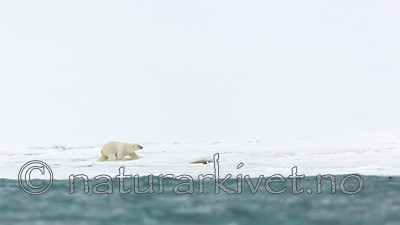 KA_140613_4148 / Ursus maritimus / Isbjørn