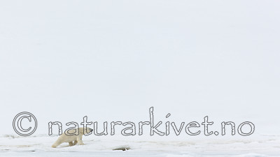 KA_140613_4149 / Ursus maritimus / Isbjørn