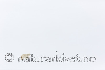 KA_140613_4155 / Ursus maritimus / Isbjørn