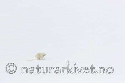 KA_140613_4158 / Ursus maritimus / Isbjørn