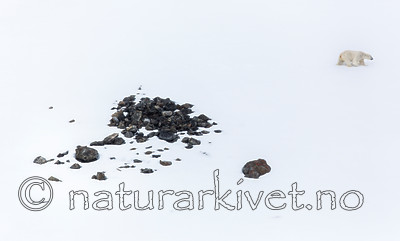 KA_140613_4176 / Ursus maritimus / Isbjørn
