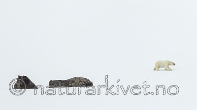 KA_140613_4188 / Ursus maritimus / Isbjørn