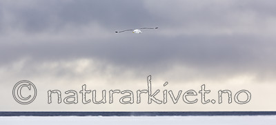 KA_140614_4578 / Rissa tridactyla / Krykkje