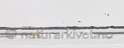 KA_140614_4634 / Ursus maritimus / Isbjørn