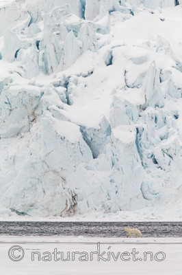 KA_140614_4638 / Ursus maritimus / Isbjørn