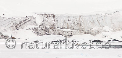 KA_140614_4641 / Ursus maritimus / Isbjørn