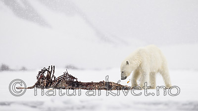 KA_140614_4666 / Larus hyperboreus / Polarmåke <br /> Ursus maritimus / Isbjørn