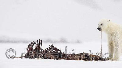 KA_140614_4667 / Ursus maritimus / Isbjørn