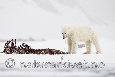 KA_140614_4668 / Ursus maritimus / Isbjørn