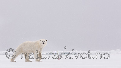 KA_140614_4678 / Larus hyperboreus / Polarmåke <br /> Ursus maritimus / Isbjørn