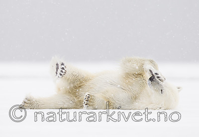 KA_140614_4689 / Ursus maritimus / Isbjørn