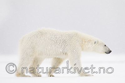 KA_140614_4695 / Ursus maritimus / Isbjørn