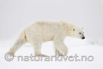 KA_140614_4700 / Ursus maritimus / Isbjørn