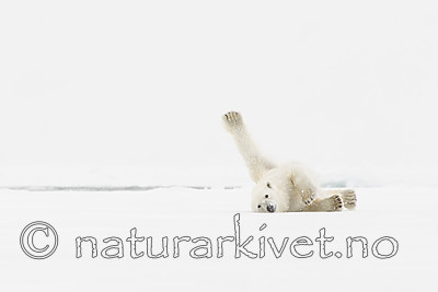 KA_140614_4712 / Ursus maritimus / Isbjørn
