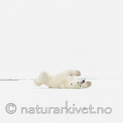 KA_140614_4715 / Ursus maritimus / Isbjørn