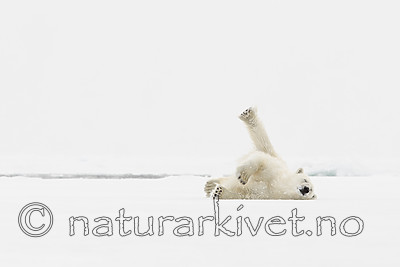 KA_140614_4722 / Ursus maritimus / Isbjørn